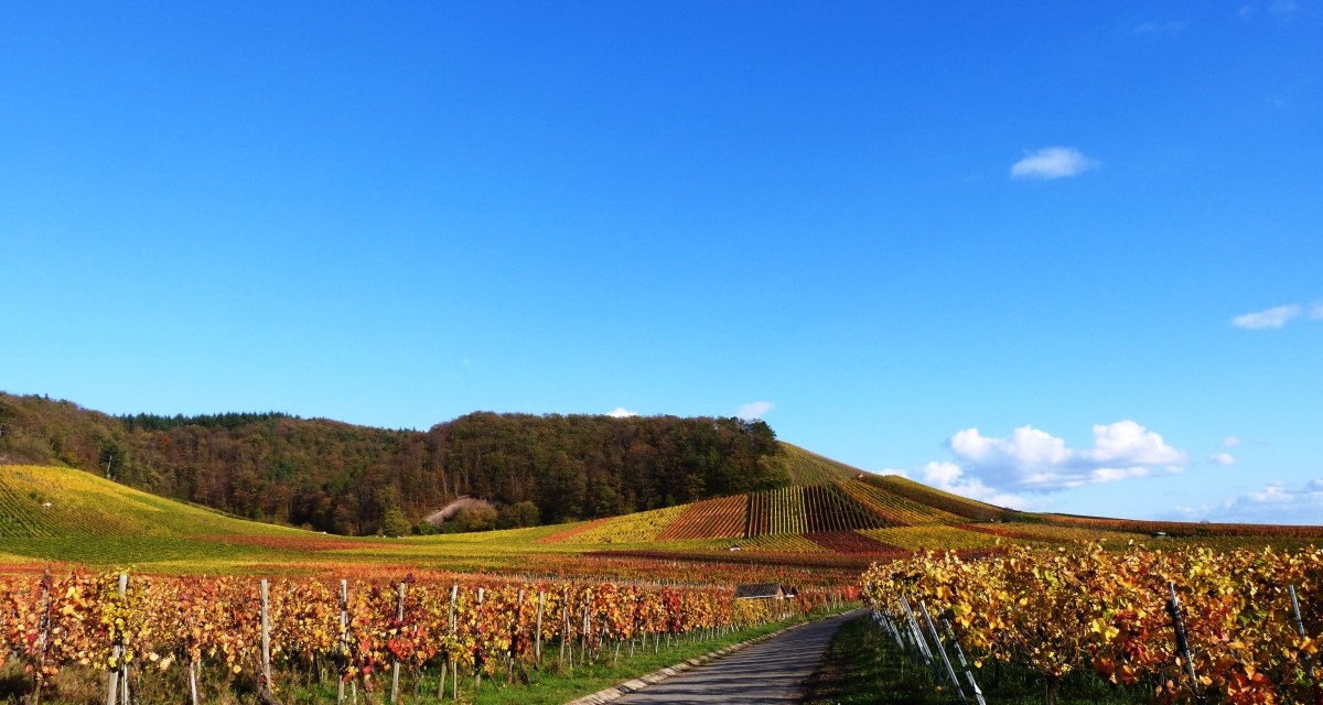 Weinberge im Herbst mit buntem Laub, ein Weg führt durch die Reihen. Der Himmel ist klar und blau, im Hintergrund sind bewaldete Hügel zu sehen., © Land der 1000 Hügel - Kraichgau-Stromberg Weinberge im Herbst mit buntem Laub, ein Weg führt durch die Reihen. Der Himmel ist klar und blau, im Hintergrund sind bewaldete Hügel zu sehen., © Land der 1000 Hügel - Kraichgau-Stromberg