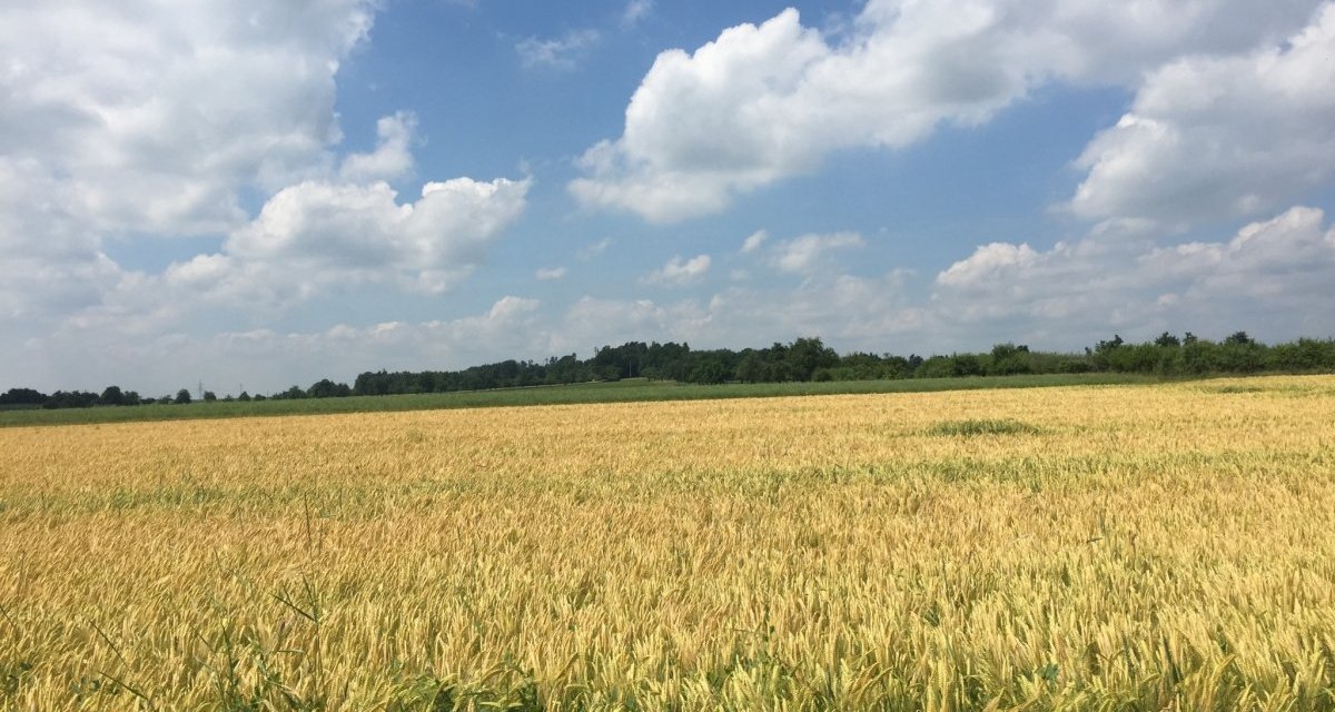 Ein weites Getreidefeld erstreckt sich unter einem blauen Himmel mit wei&szlig;en Wolken. Im Hintergrund sind B&auml;ume zu sehen., &copy; www.pro-cycl.de
