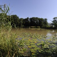 Ein idyllischer See mit Seerosen und Schilf, umgeben von Bäumen und klarem Himmel., © Land der 1000 Hügel - Kraichgau-Stromberg
