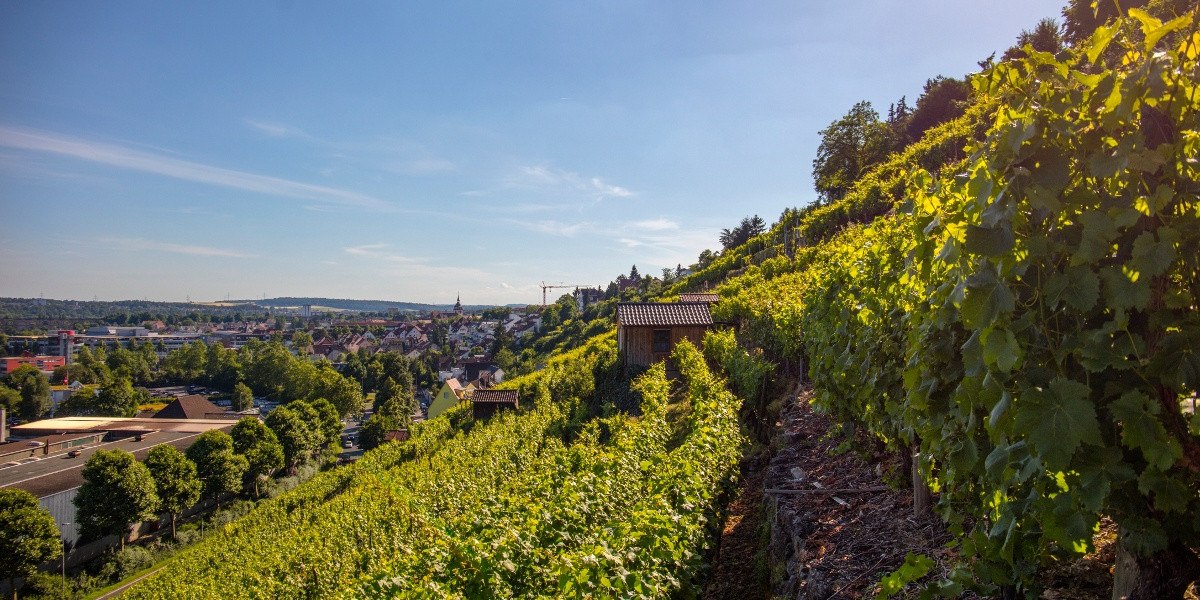 Weinberge in Bietigheim-Bissingen, im Vordergrund grüne Reben, im Hintergrund die Stadt unter blauem Himmel., © Stuttgart-Marketing GmbH Weinberge in Bietigheim-Bissingen, im Vordergrund grüne Reben, im Hintergrund die Stadt unter blauem Himmel., © Stuttgart-Marketing GmbH