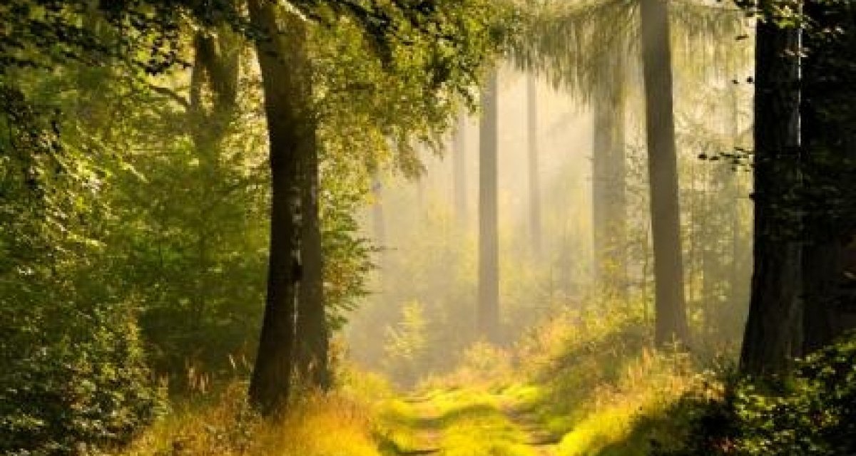 Ein Waldweg im Schönbuch, umgeben von hohen Bäumen und grünem Unterholz, wird von Sonnenstrahlen durchflutet., © Natur.Nah. Schönbuch & Heckengäu Ein Waldweg im Schönbuch, umgeben von hohen Bäumen und grünem Unterholz, wird von Sonnenstrahlen durchflutet., © Natur.Nah. Schönbuch & Heckengäu