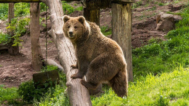 Braunb&auml;r, &copy; Erlebnispark Tripsdrill