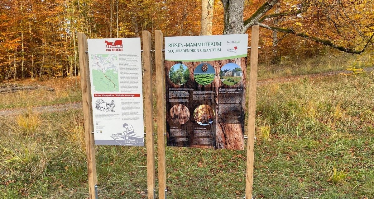 Zwei Infotafeln im herbstlichen Wald, eine &uuml;ber die Schnapseiche und eine &uuml;ber den Riesen-Mammutbaum, umgeben von buntem Laub., &copy; Natur.Nah. Sch&ouml;nbuch & Heckeng&auml;u