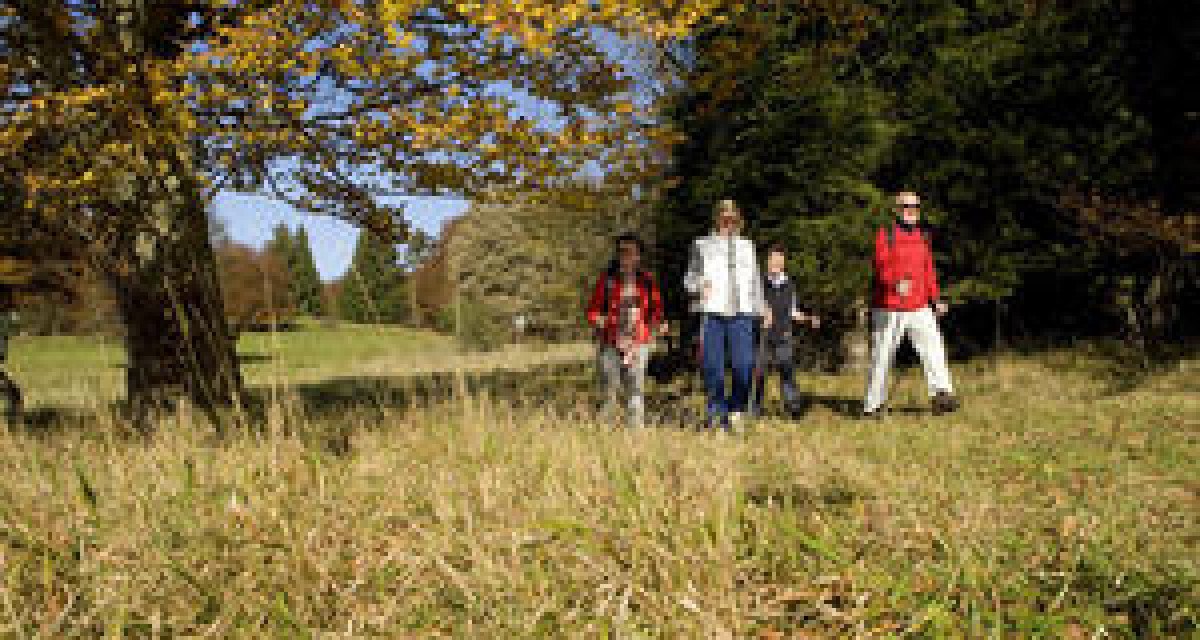 Vier Personen wandern im Herbst durch eine Wiese. Die Bäume im Hintergrund haben gelbes Laub., © Schwarzwald Tourismus GmbH Vier Personen wandern im Herbst durch eine Wiese. Die Bäume im Hintergrund haben gelbes Laub., © Schwarzwald Tourismus GmbH