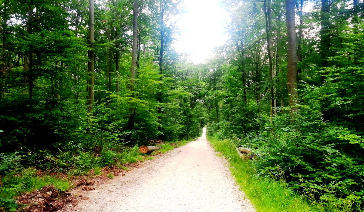 Ein gerader, heller Waldweg führt durch den dichten, grünen Schurwald, gesäumt von hohen Bäumen und üppiger Vegetation., © Plochingen