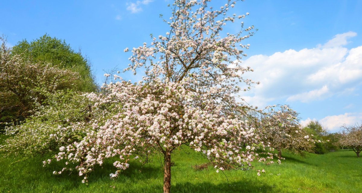 Ein blühender Streuobstbaum steht auf einer grünen Wiese. Der Himmel ist blau mit einigen Wolken., © Naturpark Stromberg-Heuchelberg Ein blühender Streuobstbaum steht auf einer grünen Wiese. Der Himmel ist blau mit einigen Wolken., © Naturpark Stromberg-Heuchelberg