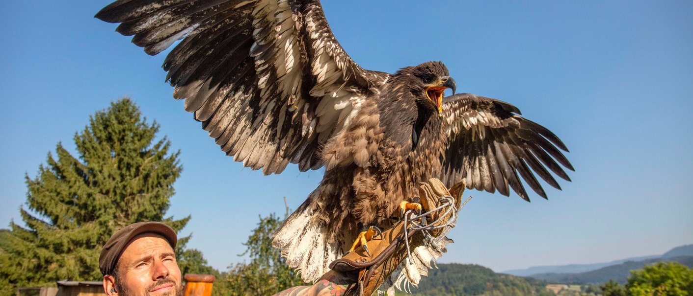 Ein Falkner mit Mütze hält einen großen Greifvogel mit ausgebreiteten Flügeln. Im Hintergrund sind Bäume und blauer Himmel sichtbar., © Stuttgart-Marketing GmbH, Achim Mende Ein Falkner mit Mütze hält einen großen Greifvogel mit ausgebreiteten Flügeln. Im Hintergrund sind Bäume und blauer Himmel sichtbar., © Stuttgart-Marketing GmbH, Achim Mende