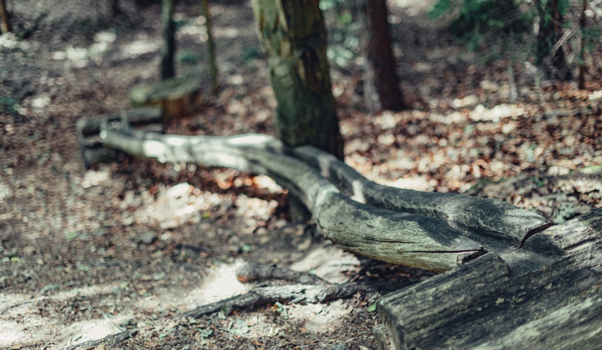 Ein verwitterter Baumstamm im Märchenwald Tännli, der als Balancierbalken dient, umgeben von Laub und Bäumen., © Tourismus Ostalb Ein verwitterter Baumstamm im Märchenwald Tännli, der als Balancierbalken dient, umgeben von Laub und Bäumen., © Tourismus Ostalb