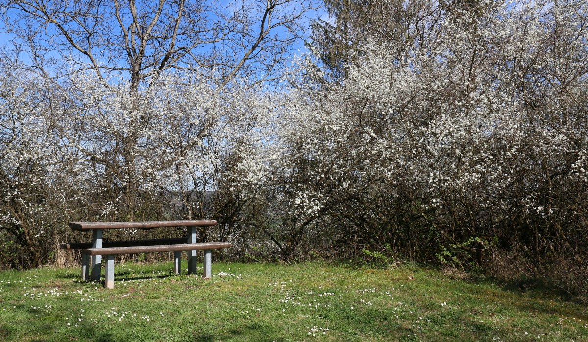 Holzbank auf grüner Wiese, umgeben von blühenden Büschen und blauem Himmel im Frühling. Holzbank auf grüner Wiese, umgeben von blühenden Büschen und blauem Himmel im Frühling.