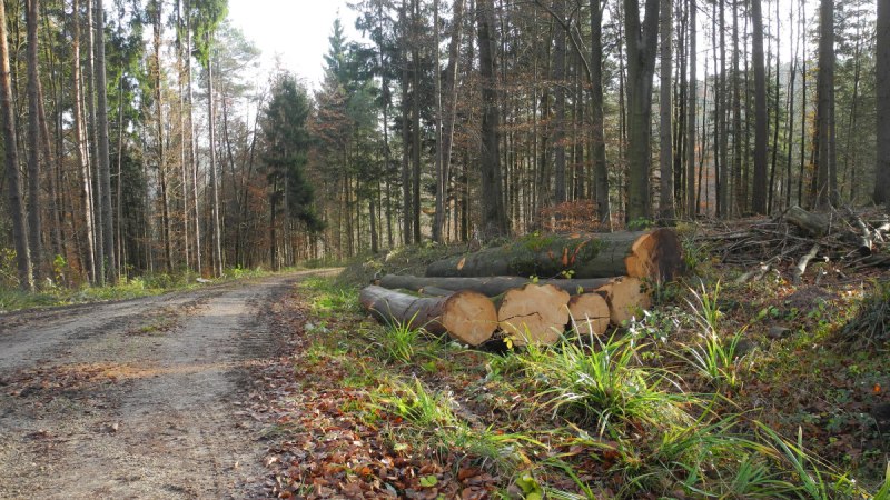 Ein Waldweg führt durch einen lichten Wald. Am Wegesrand liegen gefällte Baumstämme, umgeben von Herbstlaub und Gras., © Remstal Tourismus e.V. Ein Waldweg führt durch einen lichten Wald. Am Wegesrand liegen gefällte Baumstämme, umgeben von Herbstlaub und Gras., © Remstal Tourismus e.V.