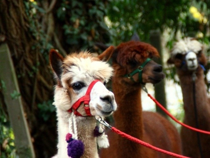 Drei Alpakas mit bunten Halftern stehen nebeneinander im Grünen, umgeben von Bäumen., © WTM GmbH Waiblingen