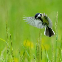Eine Meise fliegt über eine grüne Wiese, umgeben von hohen Gräsern. Der Hintergrund ist unscharf und grün., © WTM GmbH Waiblingen