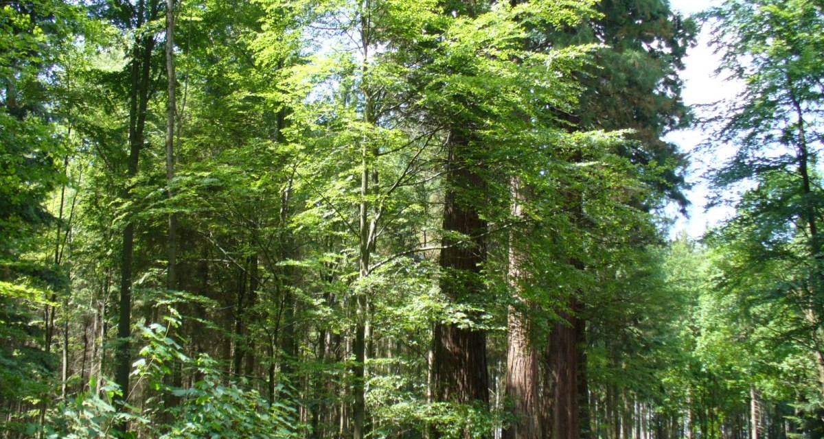 Ein Waldweg verläuft durch einen dichten Wald mit hohen Mammutbäumen und üppigem grünem Laub., © Remstal Tourismus e.V. Ein Waldweg verläuft durch einen dichten Wald mit hohen Mammutbäumen und üppigem grünem Laub., © Remstal Tourismus e.V.