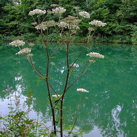Apiaceae – Doldengewächse – Doldenblütler in Theorie und Praxis, © Sindelfingen