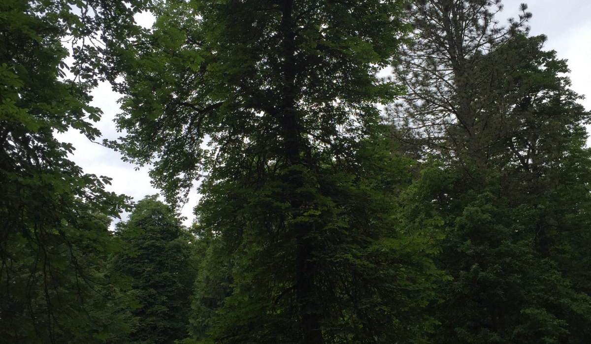 Dichter Wald im Schönbuch mit hohen, grünen Bäumen und dichtem Laubwerk unter einem bewölkten Himmel., © www.pro-cycl.de