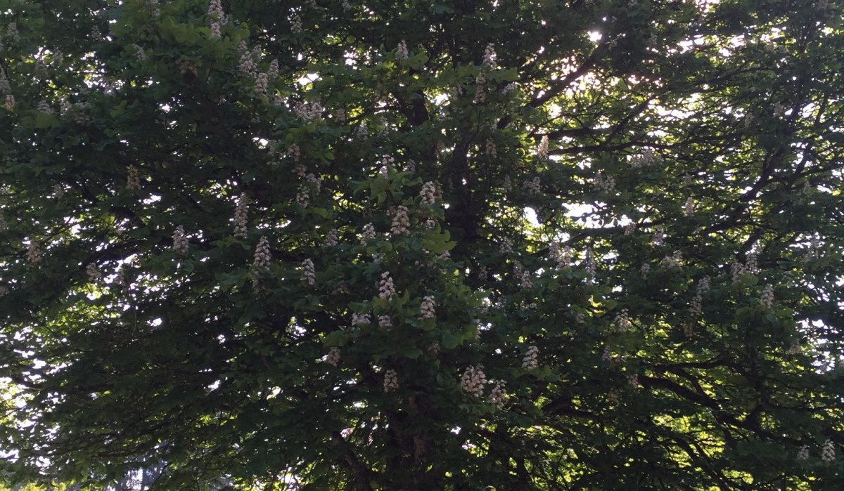 Ein großer Baum mit weißen Blüten steht in einem grünen Naturschutzgebiet. Sonnenlicht scheint durch das dichte Laubwerk., © www.pro-cycl.de Ein großer Baum mit weißen Blüten steht in einem grünen Naturschutzgebiet. Sonnenlicht scheint durch das dichte Laubwerk., © www.pro-cycl.de