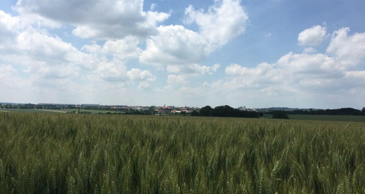 Ein weites Getreidefeld erstreckt sich unter einem blauen Himmel mit wei&szlig;en Wolken. Am Horizont ist eine Stadt zu sehen., &copy; www.pro-cycl.de