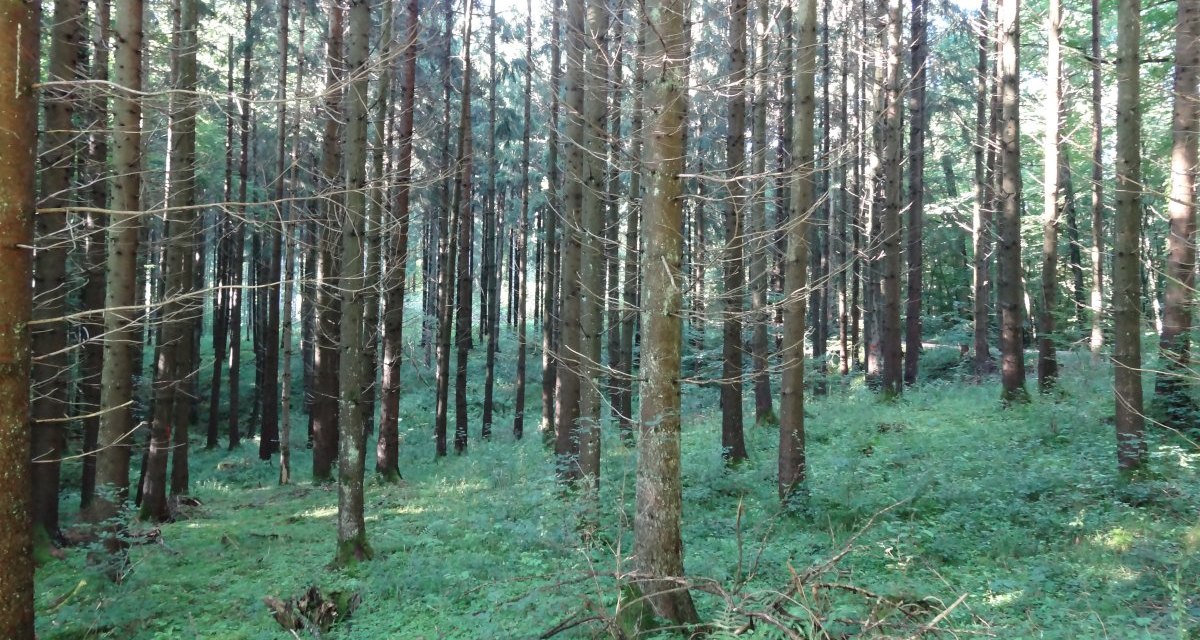 Dichter Wald mit hohen, schlanken Bäumen und grünem Unterholz. Sonnenlicht fällt durch die Baumkronen und erzeugt ein ruhiges, natürliches Ambiente., © Nürtingen - Stuttgart-Marketing GmbH Dichter Wald mit hohen, schlanken Bäumen und grünem Unterholz. Sonnenlicht fällt durch die Baumkronen und erzeugt ein ruhiges, natürliches Ambiente., © Nürtingen - Stuttgart-Marketing GmbH