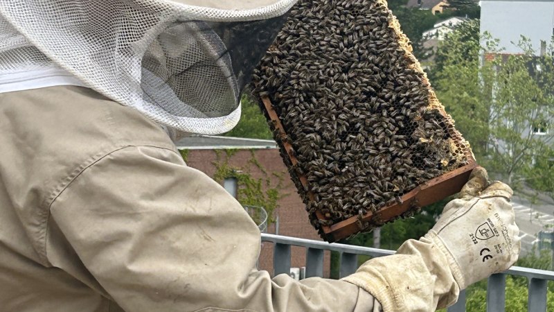 Imker mit Bienenwabe, © Stadtmarketing Leonberg Imker mit Bienenwabe, © Stadtmarketing Leonberg
