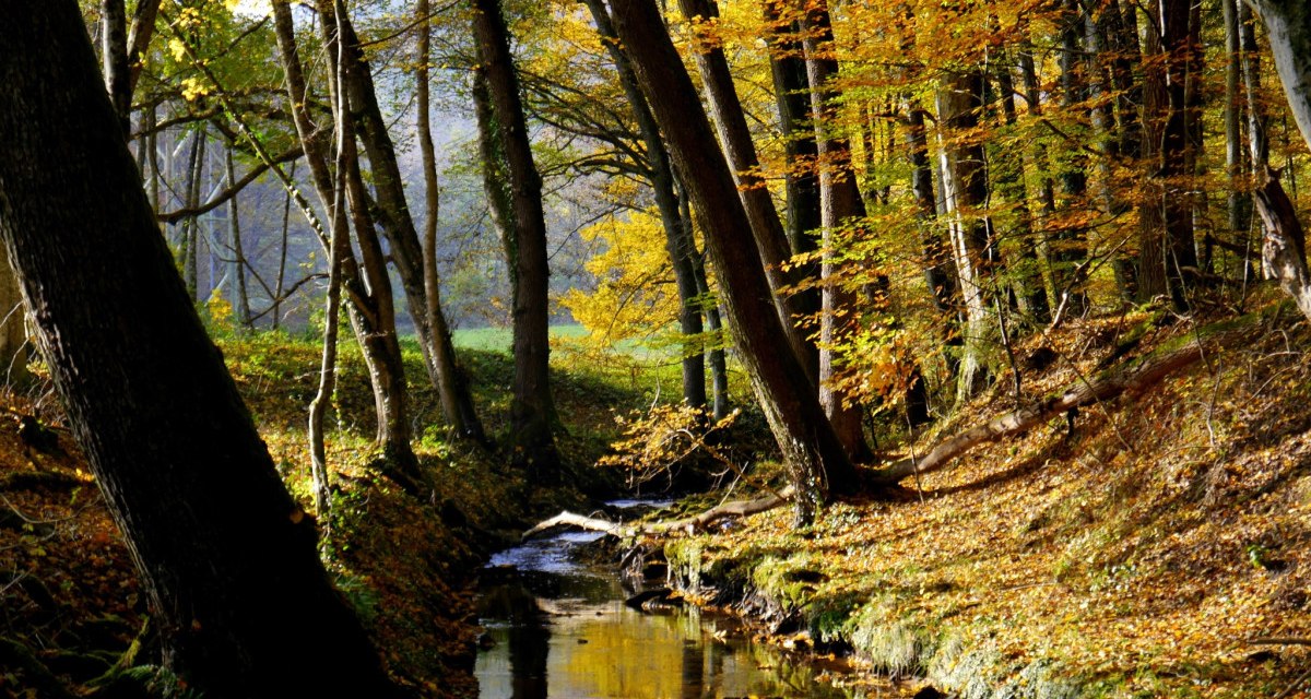 Ein kleiner Bach fließt durch einen herbstlichen Wald mit buntem Laub und Sonnenlicht, das durch die Bäume scheint., © Natur.Nah. Schönbuch & Heckengäu