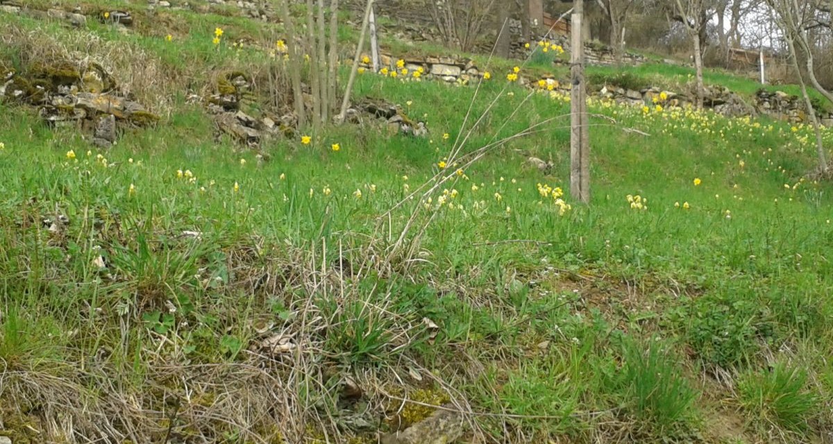 Eine grüne Wiese mit gelben Blumen und vereinzelten Bäumen. Im Hintergrund sind Terrassen mit Steinmauern zu sehen., © Natur.Nah. Schönbuch & Heckengäu Eine grüne Wiese mit gelben Blumen und vereinzelten Bäumen. Im Hintergrund sind Terrassen mit Steinmauern zu sehen., © Natur.Nah. Schönbuch & Heckengäu