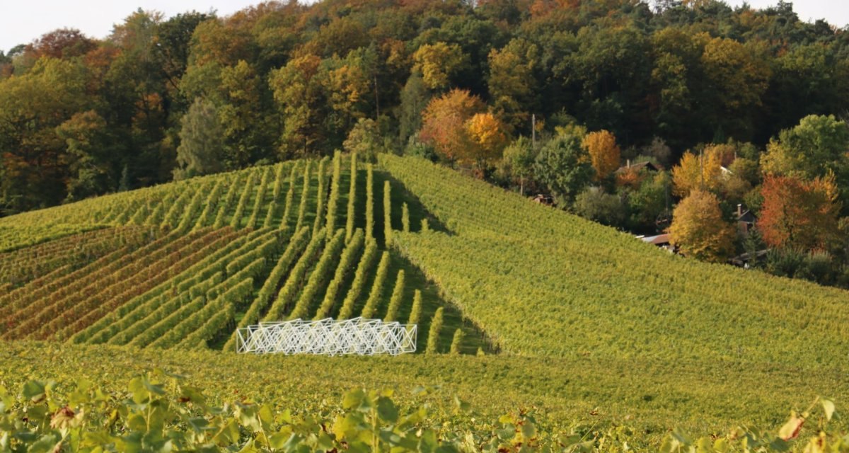 Weinberge mit gr&uuml;nen Reben erstrecken sich vor einem herbstlich gef&auml;rbten Wald. Eine wei&szlig;e Struktur ist zwischen den Reben sichtbar., &copy; Remstal Tourismus e.V.
