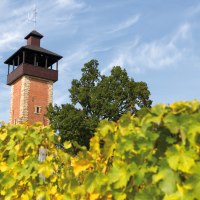 Der Aussichtsturm Burgholzhof in Stuttgart ragt hinter grünen Weinreben und Bäumen in den blauen Himmel., © SMG, Achim Mende Der Aussichtsturm Burgholzhof in Stuttgart ragt hinter grünen Weinreben und Bäumen in den blauen Himmel., © SMG, Achim Mende