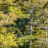 Eine Person balanciert auf einem Hochseilgarten zwischen herbstlich gefärbten Bäumen im Schmellbachtal, Leinfelden-Echterdingen., © Stuttgart-Marketing GmbH, Sarah Schmid Eine Person balanciert auf einem Hochseilgarten zwischen herbstlich gefärbten Bäumen im Schmellbachtal, Leinfelden-Echterdingen., © Stuttgart-Marketing GmbH, Sarah Schmid