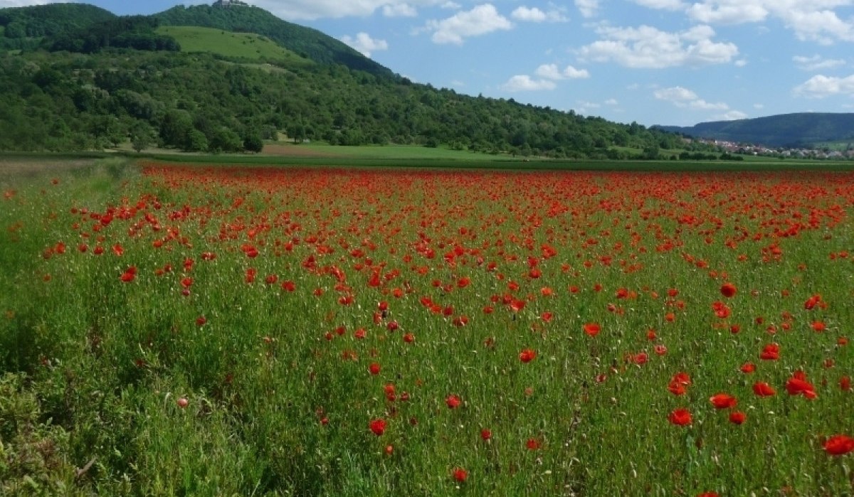Ein weites Mohnblumenfeld erstreckt sich vor einem grünen Hügel mit der Burg Teck. Der Himmel ist blau mit weißen Wolken., © Landratsamt Esslingen Ein weites Mohnblumenfeld erstreckt sich vor einem grünen Hügel mit der Burg Teck. Der Himmel ist blau mit weißen Wolken., © Landratsamt Esslingen