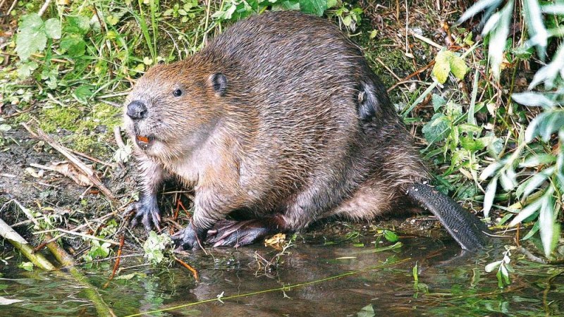 Ein Biber sitzt am Ufer eines Flusses, umgeben von grüner Vegetation. Sein buschiger Schwanz ist gut sichtbar., © Die Zugvögel - Kanu-Tours und mehr Ein Biber sitzt am Ufer eines Flusses, umgeben von grüner Vegetation. Sein buschiger Schwanz ist gut sichtbar., © Die Zugvögel - Kanu-Tours und mehr
