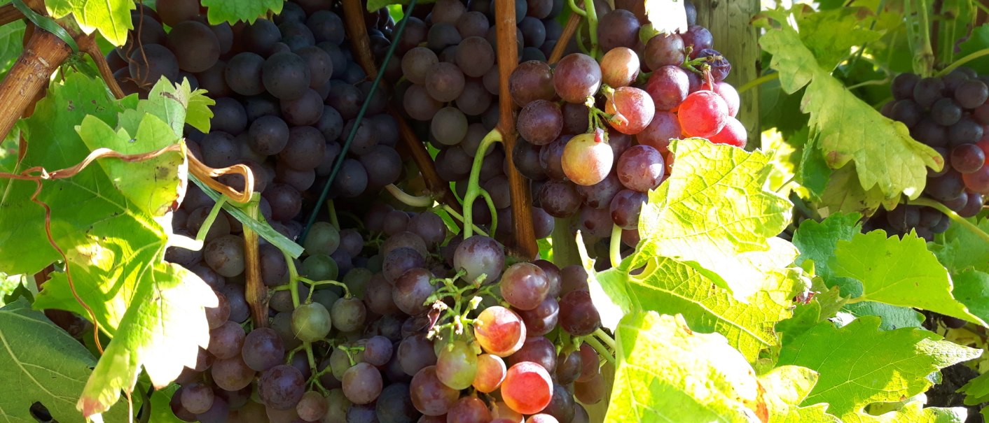 Reife rote Weintrauben hängen an einem Weinstock, umgeben von grünen Blättern im Sonnenlicht., © SMG