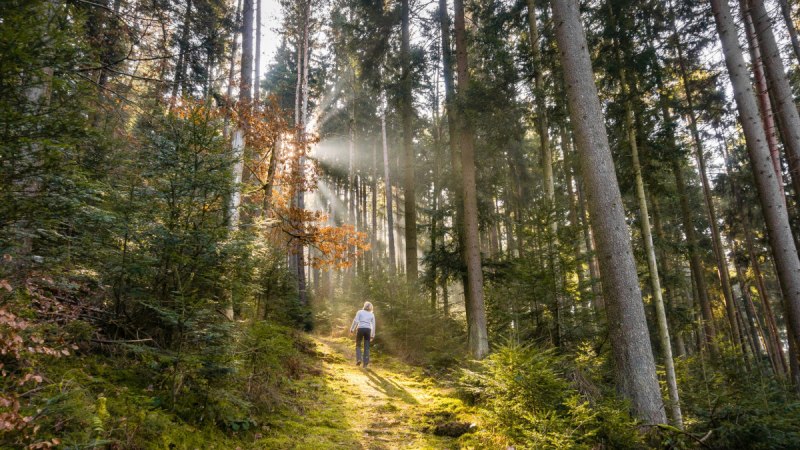Eine Person wandert auf einem sonnendurchfluteten Waldweg, umgeben von hohen Bäumen und grünem Unterholz., © Nördlicher Schwarzwald Eine Person wandert auf einem sonnendurchfluteten Waldweg, umgeben von hohen Bäumen und grünem Unterholz., © Nördlicher Schwarzwald