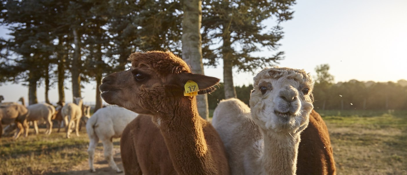 Zwei Alpakas stehen auf einer Wiese im Sonnenuntergang. Eines trägt eine Ohrmarke mit der Nummer 17. Im Hintergrund sind Bäume und weitere Alpakas zu sehen., © J.C. Winkler Zwei Alpakas stehen auf einer Wiese im Sonnenuntergang. Eines trägt eine Ohrmarke mit der Nummer 17. Im Hintergrund sind Bäume und weitere Alpakas zu sehen., © J.C. Winkler