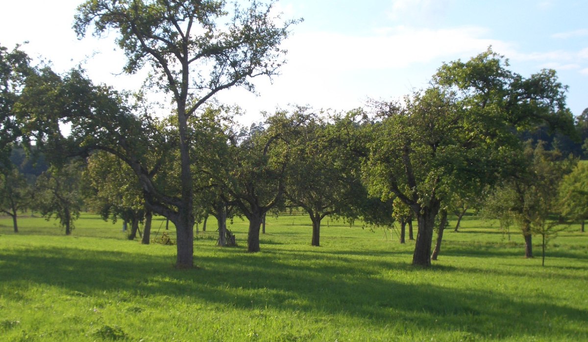Grüne Streuobstwiese mit mehreren Obstbäumen unter blauem Himmel bei Hildrizhausen., © Natur.Nah. Schönbuch & Heckengäu