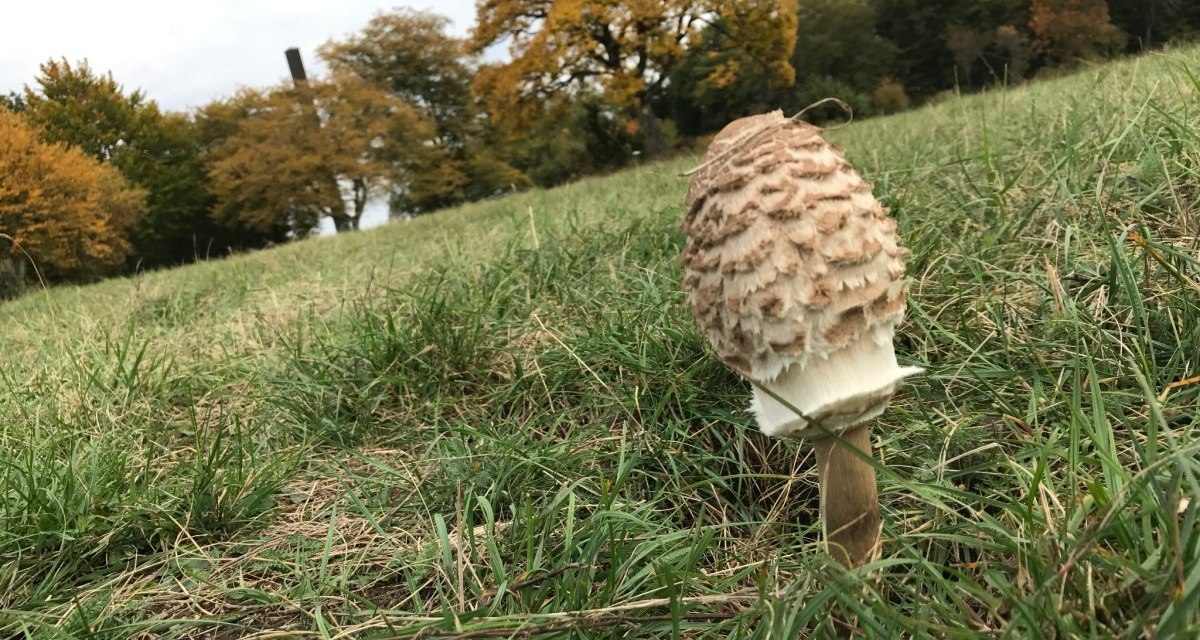 Pilz, © Landkreis Göppingen Pilz, © Landkreis Göppingen