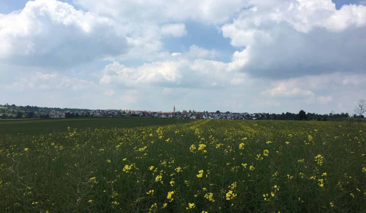 Ein blühendes Rapsfeld erstreckt sich bis zum Horizont, wo die Silhouette von Deckenpfronn unter einem bewölkten Himmel sichtbar ist., © www.pro-cycl.de Ein blühendes Rapsfeld erstreckt sich bis zum Horizont, wo die Silhouette von Deckenpfronn unter einem bewölkten Himmel sichtbar ist., © www.pro-cycl.de