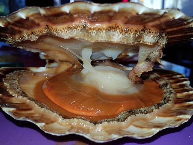 Geöffnete Jakobsmuschel mit sichtbarem Fleisch in Nahaufnahme, ideal für einen Kochkurs über Fisch und Meeresfrüchte., © Kultweine-Kochwelten-Kunstücke - Kochschule Sonja Lenz Geöffnete Jakobsmuschel mit sichtbarem Fleisch in Nahaufnahme, ideal für einen Kochkurs über Fisch und Meeresfrüchte., © Kultweine-Kochwelten-Kunstücke - Kochschule Sonja Lenz