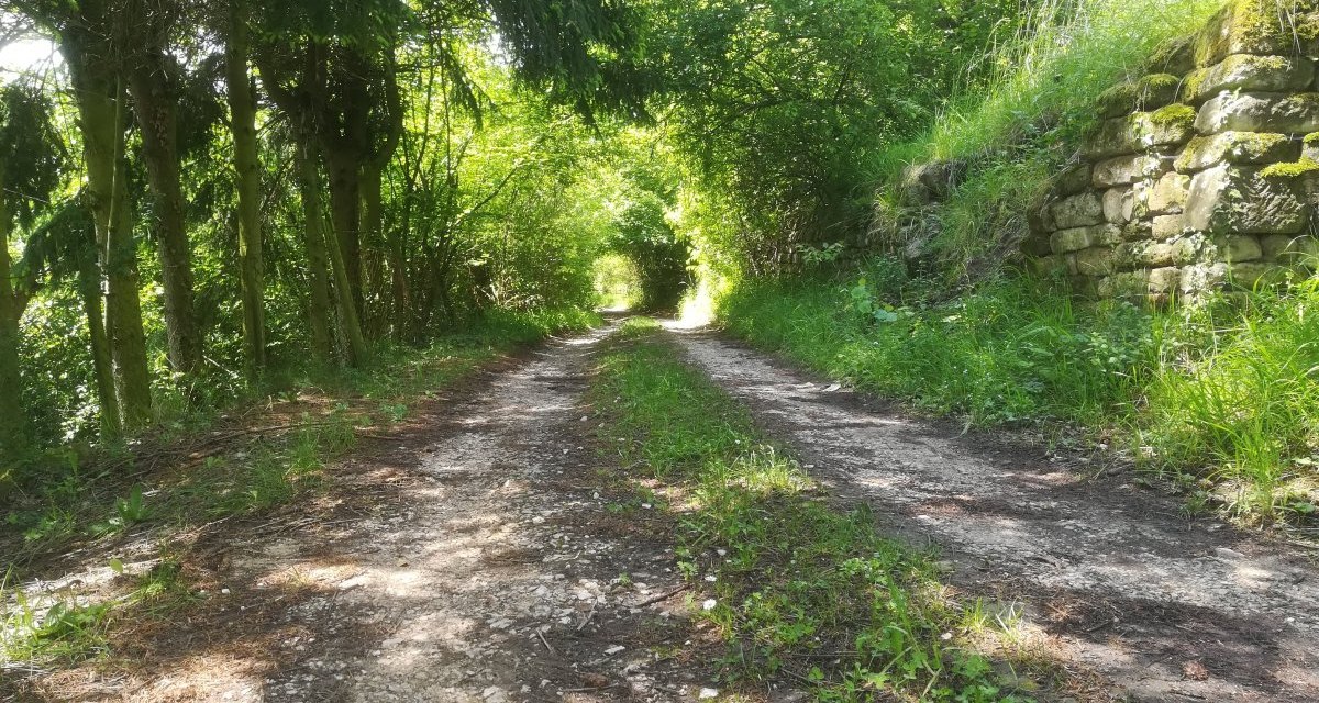 Ein schmaler Waldweg mit B&auml;umen und einer alten Steinmauer im Sonnenlicht.