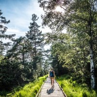 Eine Person wandert auf einem Bohlenweg durch das Wildseemoor, umgeben von Bäumen und grünem Gras, bei sonnigem Wetter., © Nördlicher Schwarzwald Eine Person wandert auf einem Bohlenweg durch das Wildseemoor, umgeben von Bäumen und grünem Gras, bei sonnigem Wetter., © Nördlicher Schwarzwald