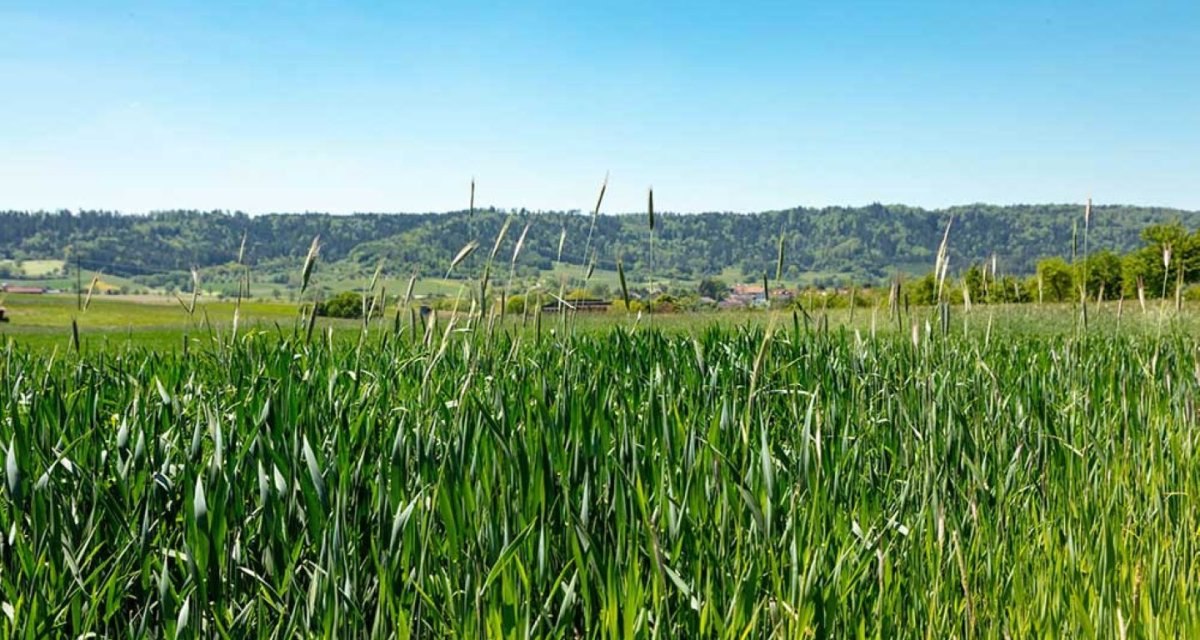 Ein gr&uuml;nes Feld mit hohem Gras vor einer Kulisse aus bewaldeten H&uuml;geln und blauem Himmel.