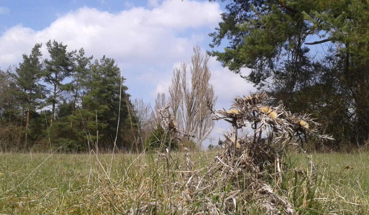 Vertrocknete Pflanzen auf einer Wiese, umgeben von Bäumen unter einem blauen Himmel mit Wolken., © Natur.Nah. Schönbuch & Heckengäu