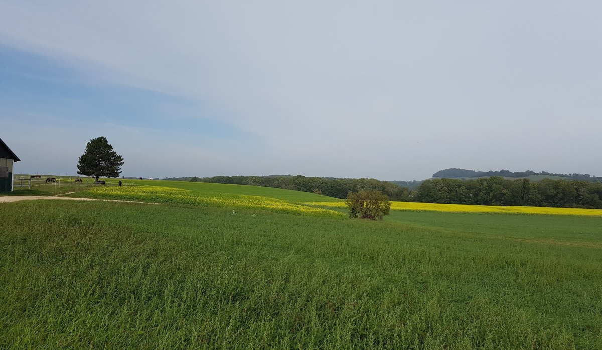 Grüne Felder und Wiesen erstrecken sich bis zum Horizont, gesäumt von Bäumen. Ein Gebäude und ein Baum sind links im Bild zu sehen., © Remstal Tourismus e.V.