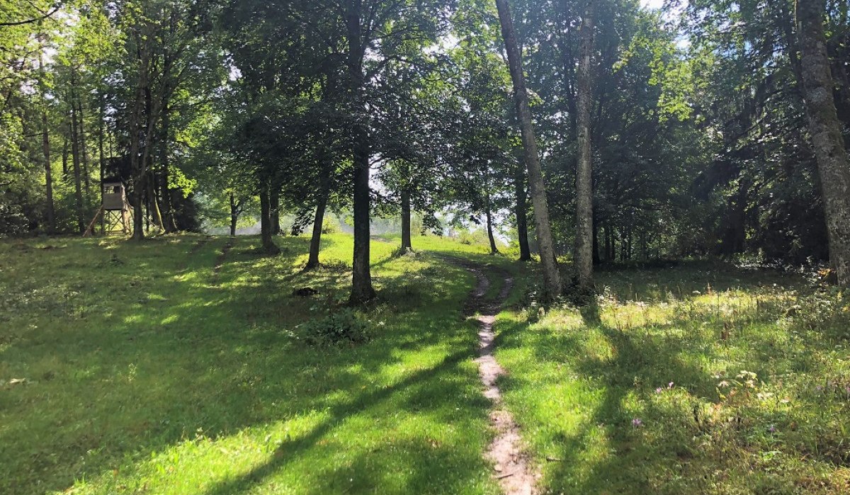 Ein schmaler Pfad führt durch eine sonnige Waldlichtung mit grünen Bäumen und einem Hochsitz., © Touristik und Marketing GmbH