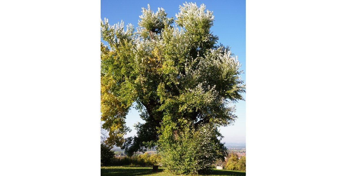 Eine große Silberpappel mit dichtem, grünem Laub steht vor einem klaren blauen Himmel in Bad Boll.