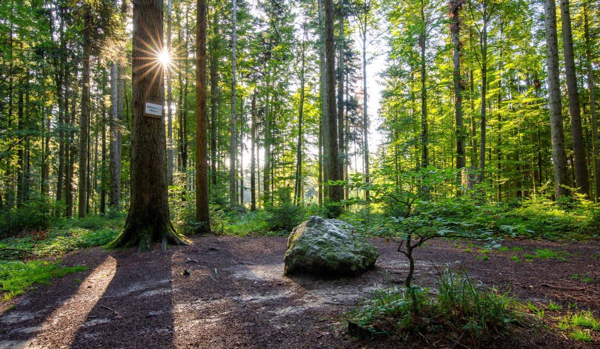 Auf den ersten Blick eigentlich unspektakulär, aber das ist er: der Gipfel des Gehrenberg 754,3 m ü.M., © Tourismusgemeinschaft Gehrenberg-Bodensee e.V. Auf den ersten Blick eigentlich unspektakulär, aber das ist er: der Gipfel des Gehrenberg 754,3 m ü.M., © Tourismusgemeinschaft Gehrenberg-Bodensee e.V.
