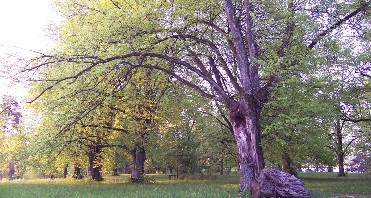 Großer Baum auf grüner Wiese mit umgestürztem Stamm im Vordergrund, umgeben von weiteren Bäumen im Hintergrund., © Natur.Nah. Schönbuch & Heckengäu Großer Baum auf grüner Wiese mit umgestürztem Stamm im Vordergrund, umgeben von weiteren Bäumen im Hintergrund., © Natur.Nah. Schönbuch & Heckengäu