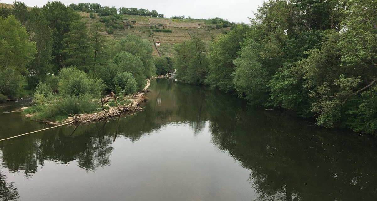 Ein ruhiger Fluss fließt durch eine grüne Landschaft, umgeben von Bäumen. Im Hintergrund sind Weinberge zu sehen., © Land der 1000 Hügel - Kraichgau-Stromberg Ein ruhiger Fluss fließt durch eine grüne Landschaft, umgeben von Bäumen. Im Hintergrund sind Weinberge zu sehen., © Land der 1000 Hügel - Kraichgau-Stromberg