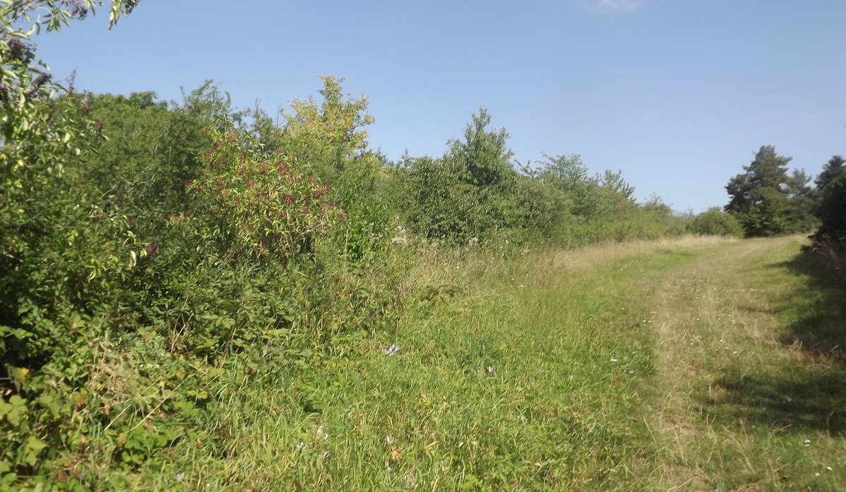 Ein grasbewachsener Weg schlängelt sich durch eine grüne Landschaft mit Büschen und Bäumen. Der Himmel ist klar und blau., © Natur.Nah. Schönbuch & Heckengäu Ein grasbewachsener Weg schlängelt sich durch eine grüne Landschaft mit Büschen und Bäumen. Der Himmel ist klar und blau., © Natur.Nah. Schönbuch & Heckengäu