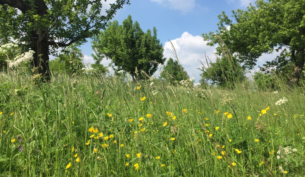 Eine Streuobstwiese mit gelben Blumen und grünen Bäumen unter einem blauen Himmel mit weißen Wolken., © www.pro-cycl.de Eine Streuobstwiese mit gelben Blumen und grünen Bäumen unter einem blauen Himmel mit weißen Wolken., © www.pro-cycl.de