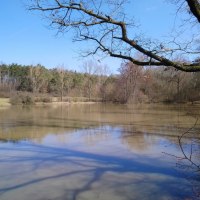 Ein ruhiger See mit spiegelnder Wasseroberfläche, umgeben von kahlen Bäumen und einem Ast im Vordergrund unter blauem Himmel., © Natur.Nah. Schönbuch & Heckengäu